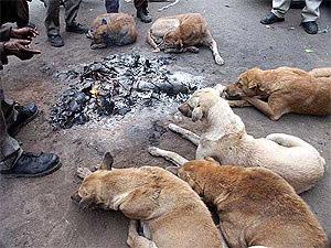 Motor vehicle traffic reduces street dog populations by killing dogs,