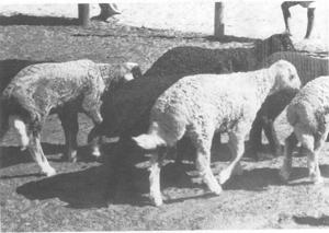 Figure 98: Karakul lambs showing variation in pelt types GROWTH. Birth weight: 4.23 kg in Angola.Weight for age: 60 days-12.8, 120-19.7 kg in Angola.