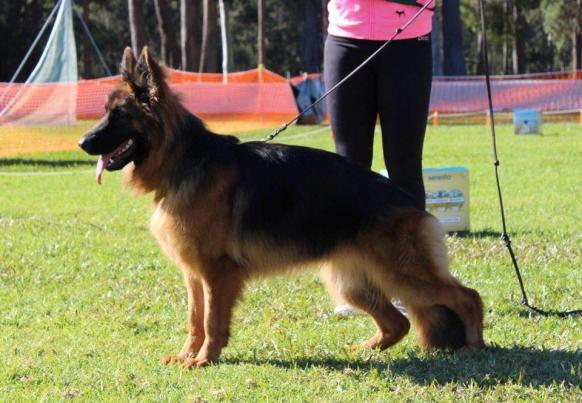 2 Kada s Jaknell Ruby Tuesday (*Gerry v Schacher (Deu) x Jaknell Rolling Stone) 58.5cm 12 months old of medium size and strength. Very feminine head, alert and lively at all times.