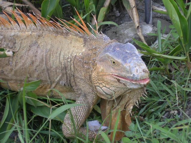 Who Loves the Sun? Iguanas! Who Loves the Sun? Iguanas! When it is sunny out, the temperature is usually warmer. This is because sunlight is warm. When there is a lot of sunlight, we feel warmer.