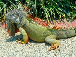 Bobbing and moving the head is an important tool of communication to an iguana.