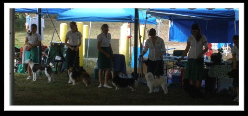 ) The judge will watch the class gait around the ring & watch all the members stack their dogs in the line up 4.