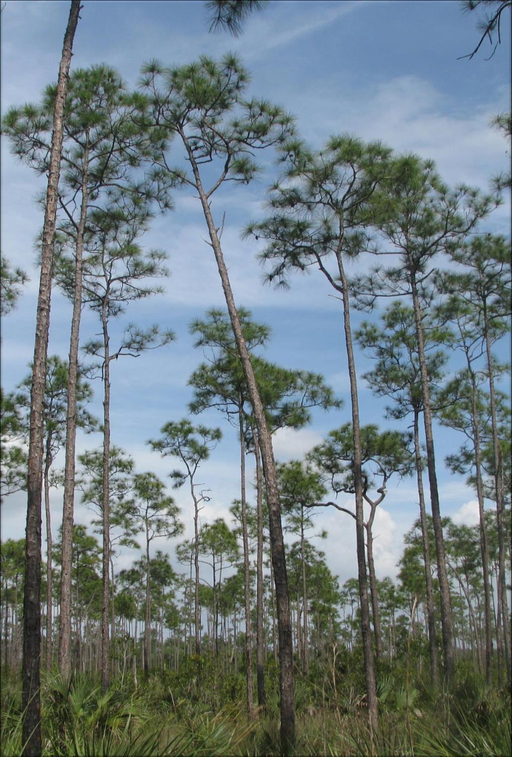 Pine Rockland Habitat Approximately 3% remains Dominated by grasses and Florida slash pine (Pinus elliottii var.