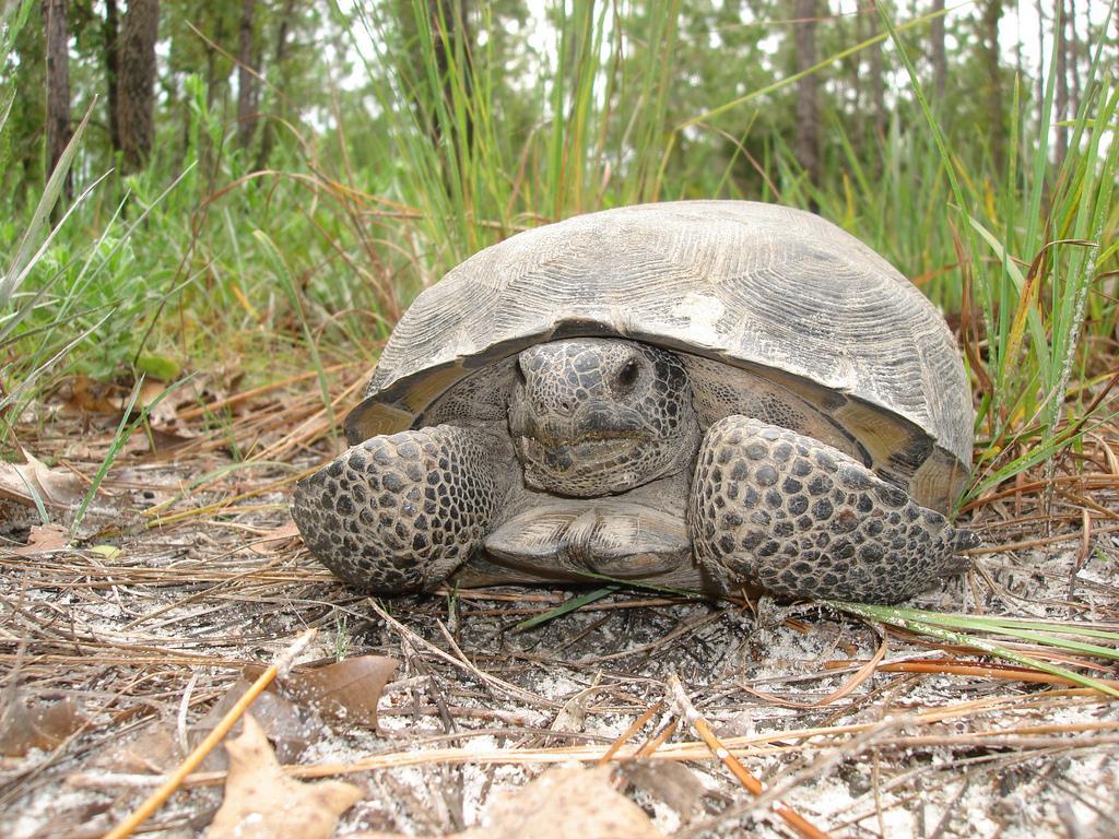 Gopher Tortoises (Gopherus polyphemus) Range: Southeast United States Threatened Dry, flat, subterranean habitats Keystone Species -