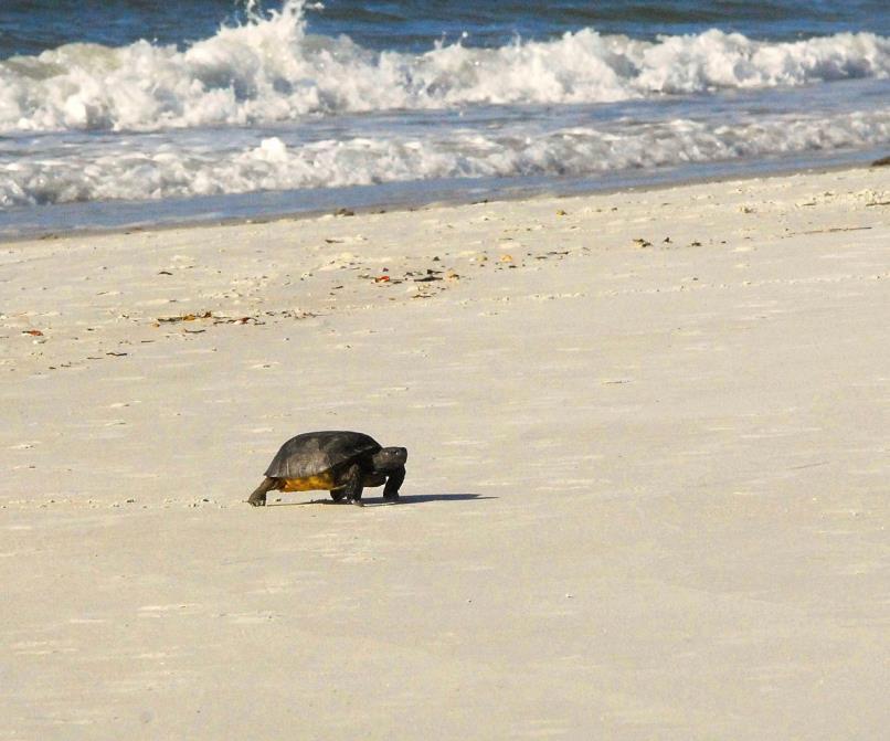 Gap: Hurricane Irma- flooding Gopher tortoises are terrestrial