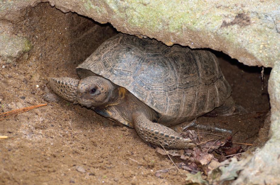 Does water level affect the burrowing activity of Gopher Tortoises?