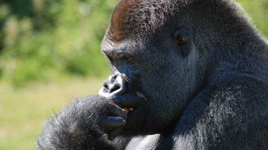 Endangered Species: The gorilla By Gale, Cengage Learning, adapted by Newsela staff on 04.03.18 Word Count 914 Level MAX Image 1. A male western lowland gorilla lost in thought.