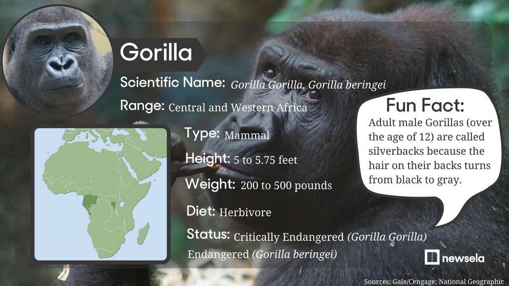 Highly social animals, gorillas form groups of ﬁve to 10 members, although larger groups have been documented.