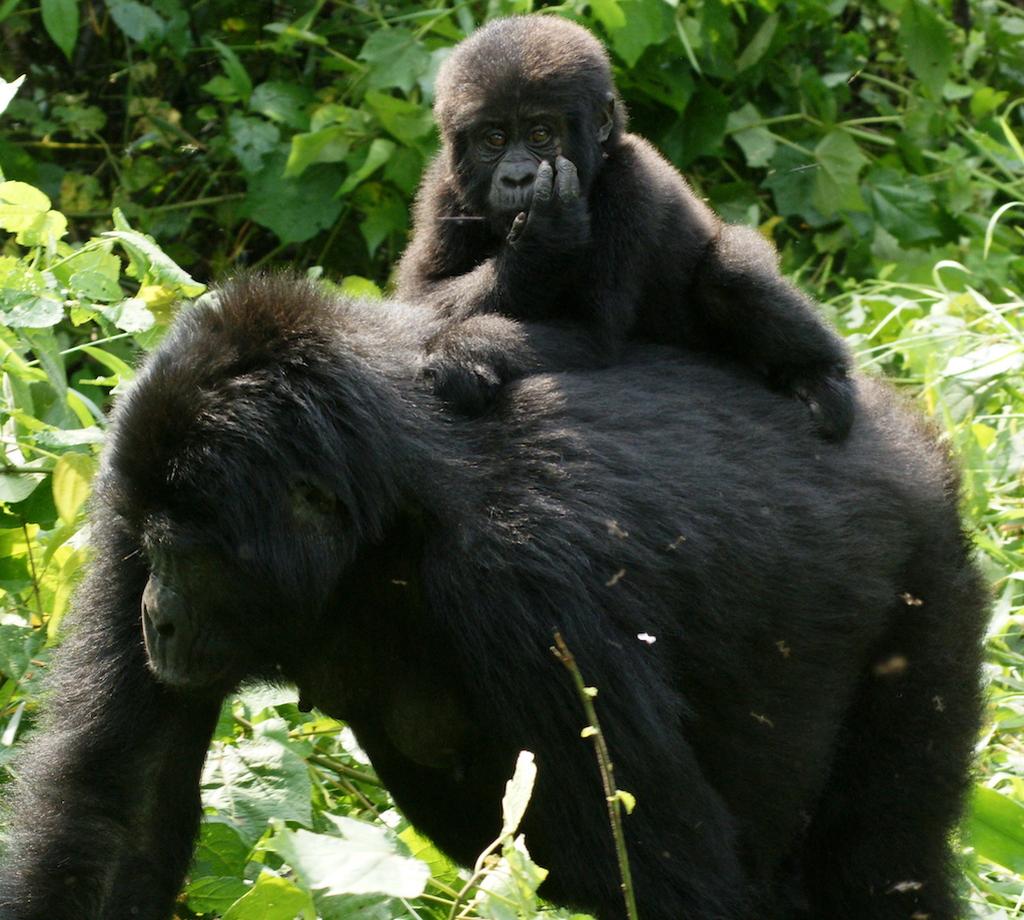 History And Conservation For years, hunting has been the leading threat to gorillas. The animals are killed for food or trapped to become pets.