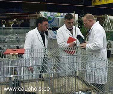 This will not be a show report, as you can see the photos of the winning pigeons at our website www.cauchois.