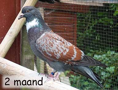 Starting with good birds is one thing, but we also have to take care that our breeding pairs can breed in a suitable and quiet loft, and in top condition (healthy and properly recuperated from the