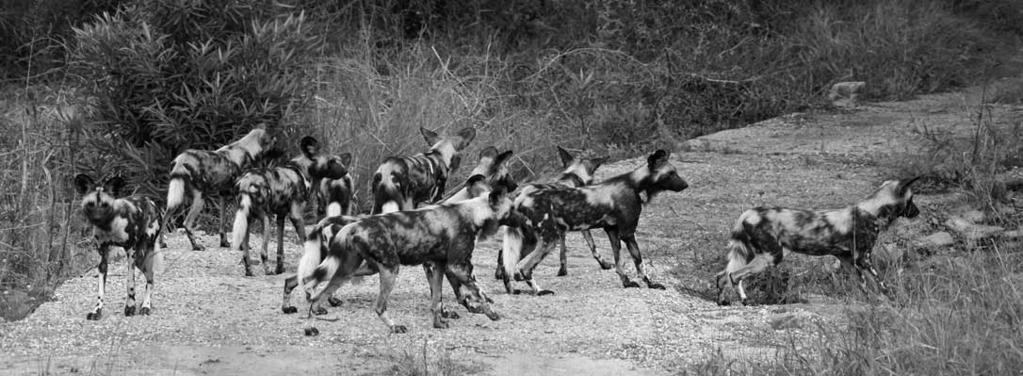 frican wild dogs are like wolves. They live in packs of 6 to 20 dogs. The packs used to be bigger. ut there are fewer of these dogs now. The dogs in a pack share food and help sick members.