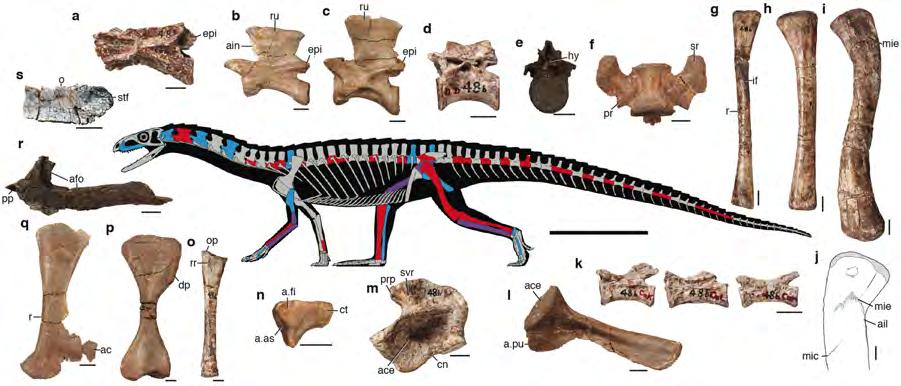 Figure 2 Skeletal anatomy of Teleocrater rhadinus gen et sp. nov. a c, Anterior and mid cervical vertebrae (NHMUK PV R6795, NMT RB505, NMT RB511).