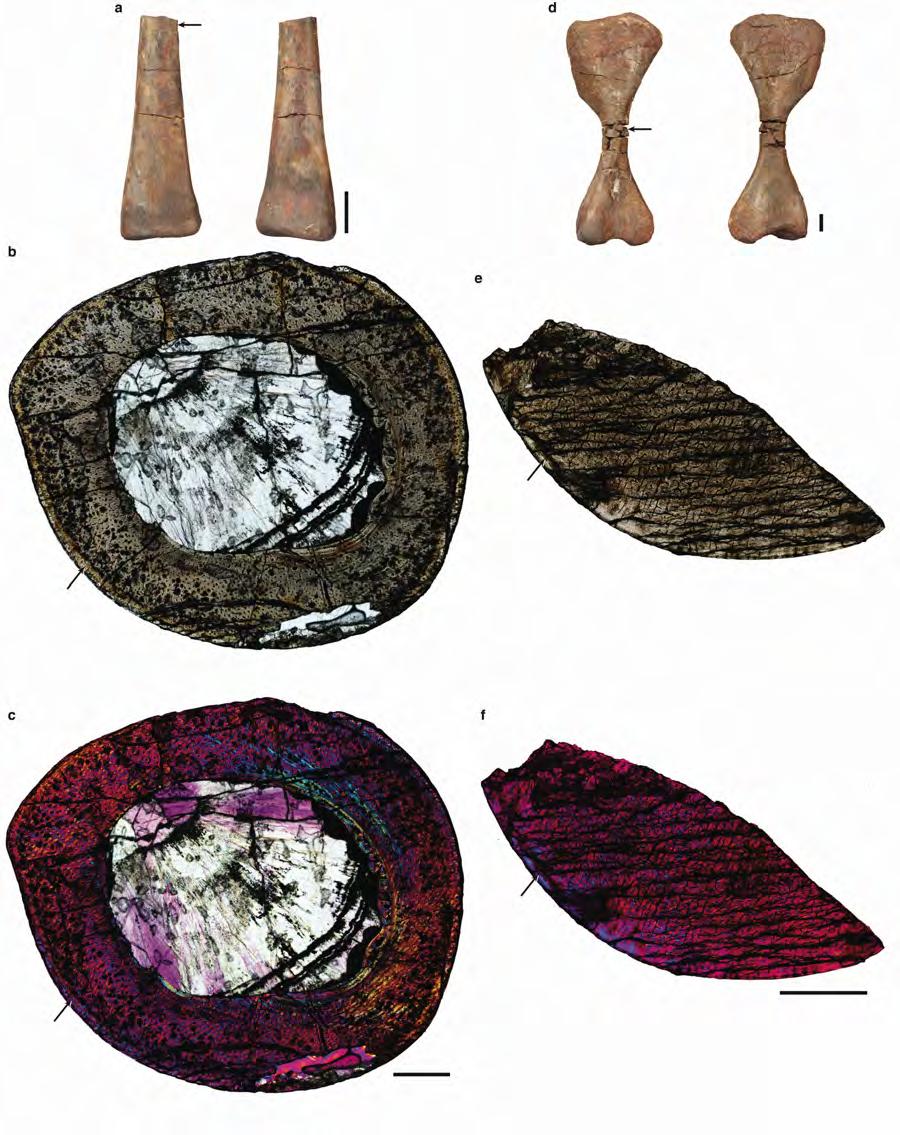 Extended Data Figure 2. Histological sections of the limb bones of Teleocrater rhadinus gen et sp. nov.