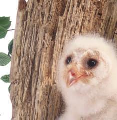 It protects the owlets for about seven weeks.