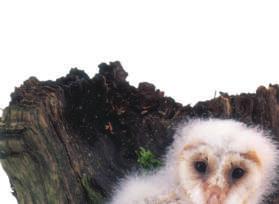 Getting Big The owlets are much heavier and