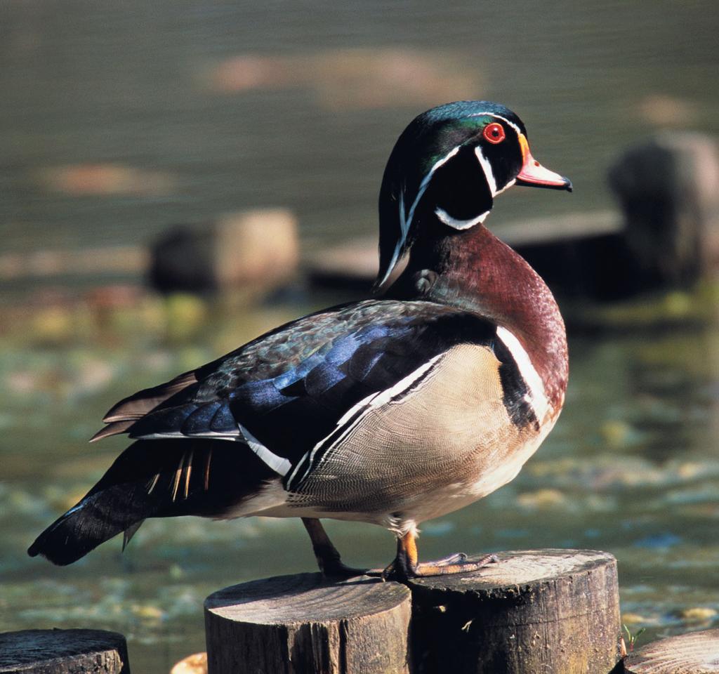 DID YOU KNOW? Ducks make their feathers waterproof by rubbing oil on them. They get the oil from special glands on their chests and rub it on their feathers with their bills.