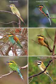 Biodiversity (xxii)- many different types of living things.