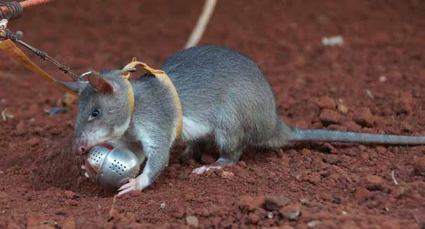 HeroRATs Text type: Report Level: Q Word count: 1758 Content vocabulary African giant-pouched rats clicker deminer diagnose excavated explosion explosives handler infectious disease landmines metal