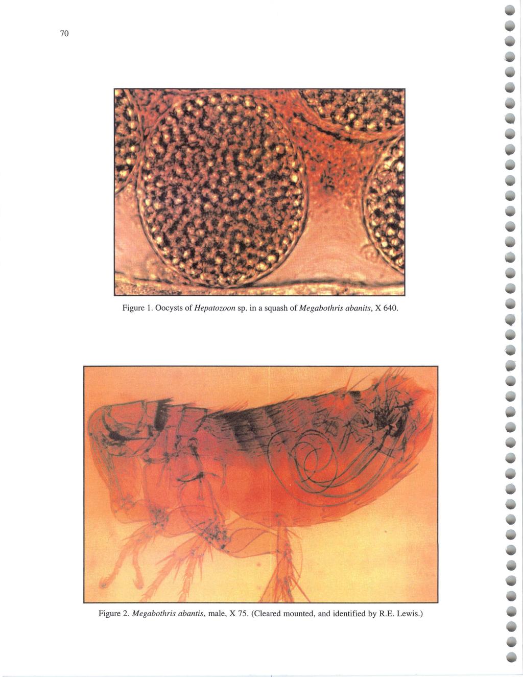 70 University of Wyoming National Park Service Research Center Annual Report, Vol. 19 [1995], Art. 13 Figure 1. Oocysts of Hepatozoon sp.