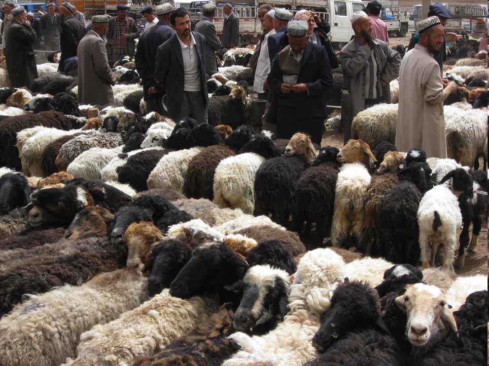 Animal Animal markets Intensified livestock production Misuse of