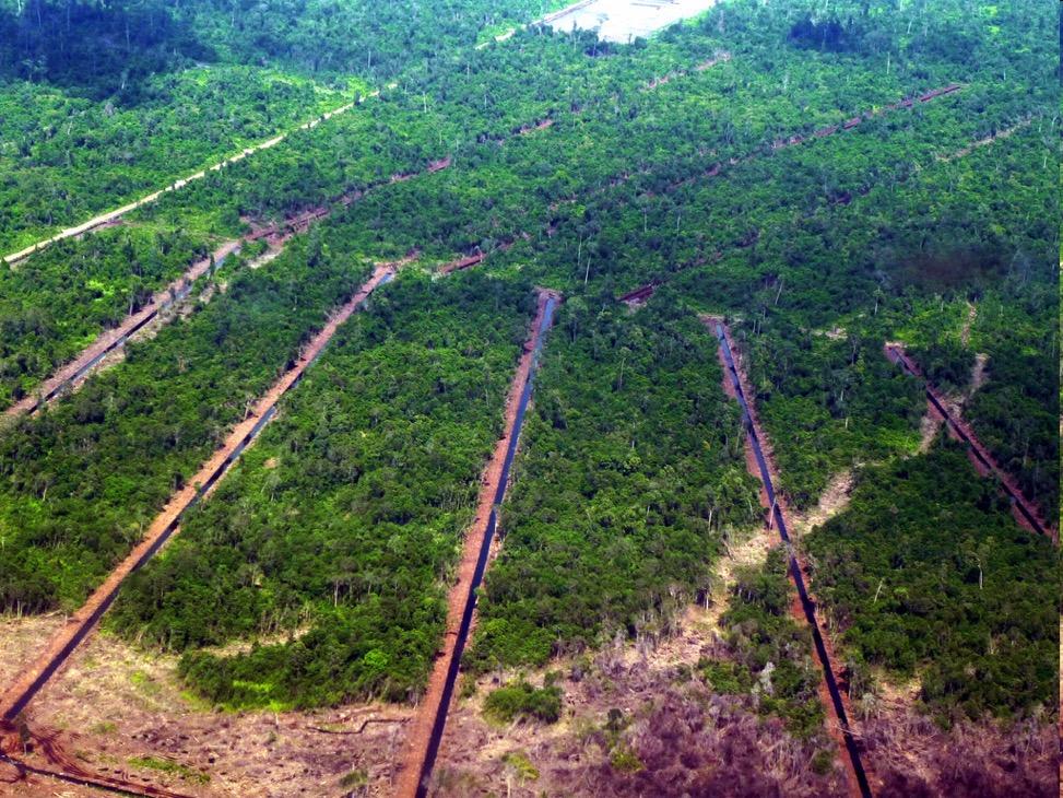 Ecological Deforestation Biodiversity loss Global