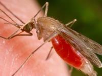 neglected tropical diseases Malaria and Chagas disease