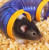 staying healthy health problems weekly checklist It is vital you check your hamster and its food and water supply twice a day. You should health check your hamster thoroughly at least once a week.