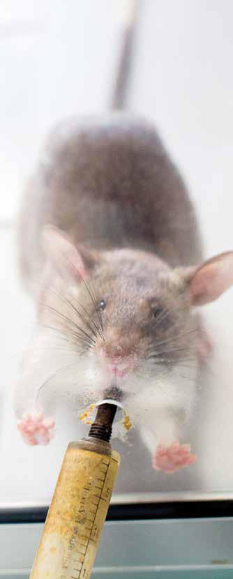 HeroRATs can detect TB Weetjens was right!