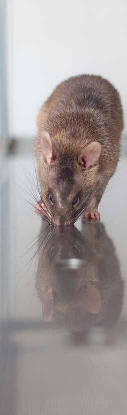 HeroRATs have identified more than 10,000 people who had TB but whose sputum test didn t pick it up.