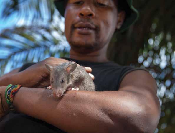 CHAPTER 5 Rats in retirement Bart Weetjens and APOPO have a strong belief that all living things need to be treated with dignity and care.