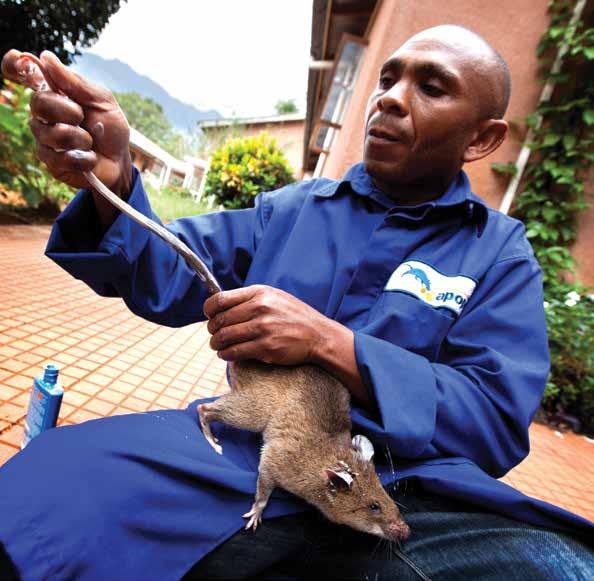 When a HeroRAT gets older, it becomes more easily tired and less interested in working. When this happens, the rat is retired from work.