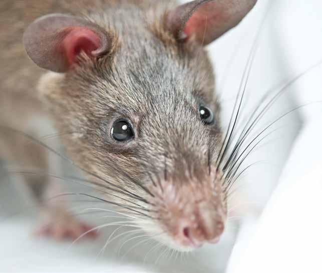 From his years of raising pet rats, Weetjens knew that rats were intelligent and had a keen sense of smell. They were easily trained and would do the same task over and over.
