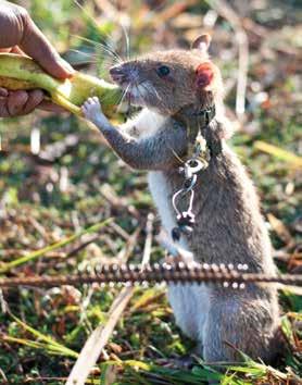 Thinking about the problem The organization that Weetjens When Bart Weetjens thought about how to solve the set up to train HeroRATs is called problem of landmines, he didn t immediately think APOPO