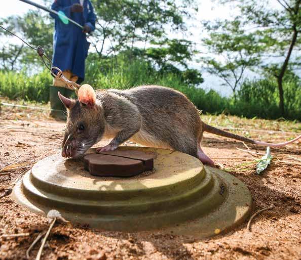 Weetjens chose the African giant-pouched rat to train as sniffer rats. HeroRATs are trained to find landmines like this one.