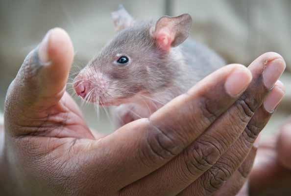 The first thing the rat needs to learn is that its trainer is friendly and safe. The trainer picks up the rat, plays with it, and introduces it to many different smells.