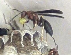 B C A E D Paper wasps mostly feed their young with caterpillars.