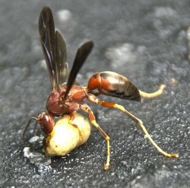 Finally, the wasp enters a cell to feed one of the young grubs with regurgitated