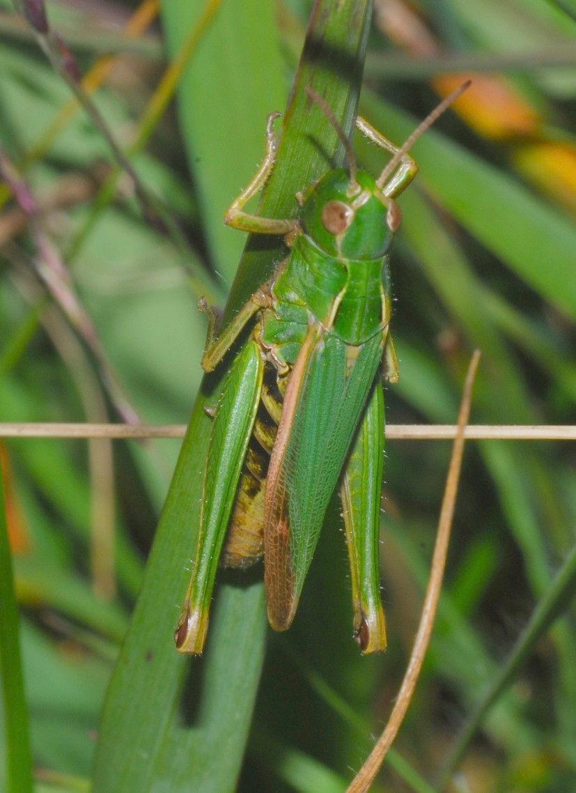 Common Green Grasshopper Omocestus viridulus From14 to23 mm long, mainly green with a gently curved keel on the pronotum.