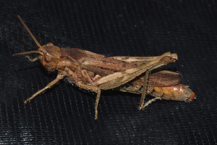 (Common) Field Grasshopper Chorthippus brunneus 15to25 mm long sharply angled side keels, wings are no longer than the hind-knees. This species has a distinctive hairy underside thorax.
