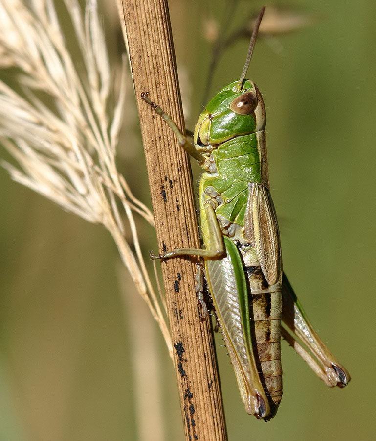 Meadow Grasshopper Chorthippus parallelus 10to23 mm long, usually green.