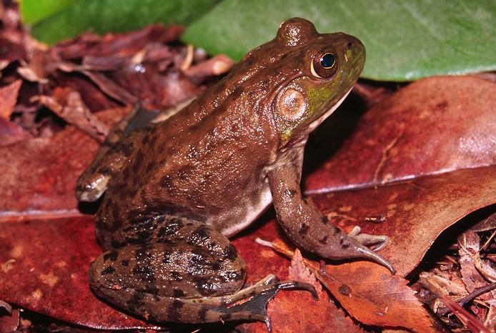 Tennessee American bullfrog (Lithobates catesbeianus) loud deep "jug-o-rum" Often play dead