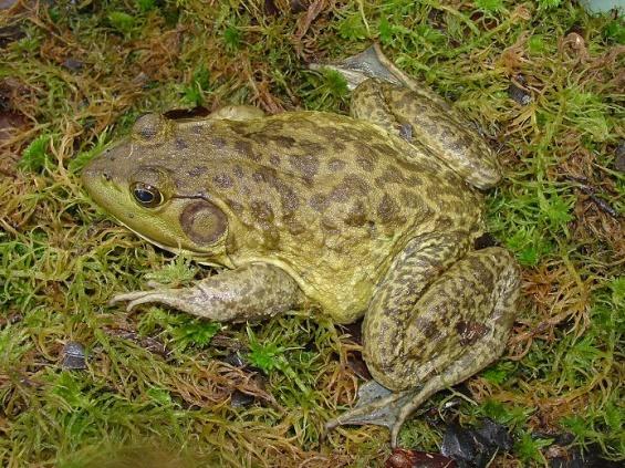 (introduced western states) Green frog