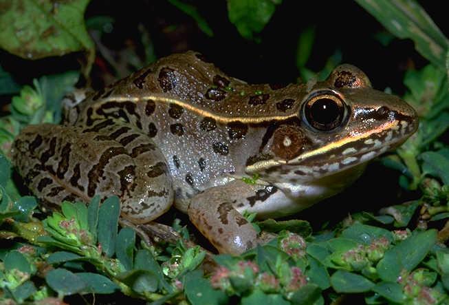 Gulf Coast) (less common in west TN) Southern leopard frog (Lithobates sphenocephalus) Series of
