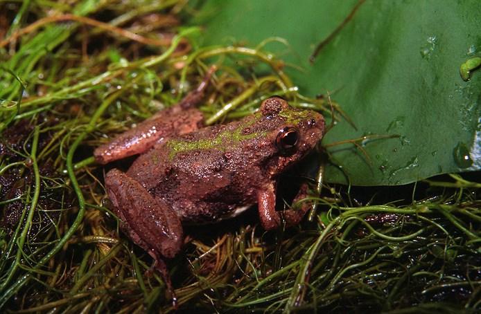 Southern cricket frog (Acris gryllus) Acris = locust