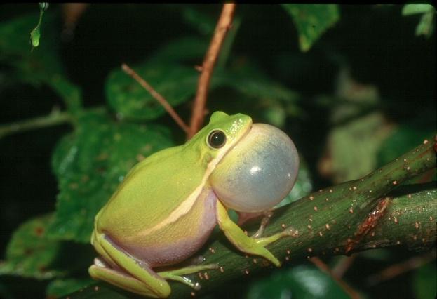 Green treefrog (Hyla cinerea) F, EM
