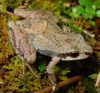 feriarum SVL = 1 Early (April) 1/3 size of a wood frog