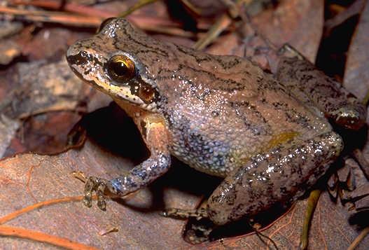 parentheses on back (sometimes) Mountain Chorus Frog