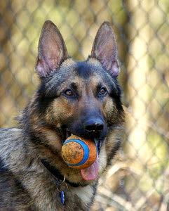 #374 RICCA RICCA is a beautiful, large, sable, male GSD.