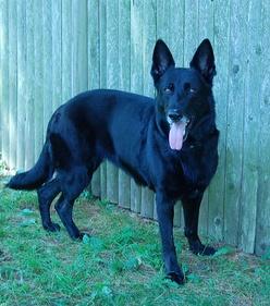 #377 EBONY EBONY joined the GSRNE family at age 8 along with her older canine brother, Simba2.